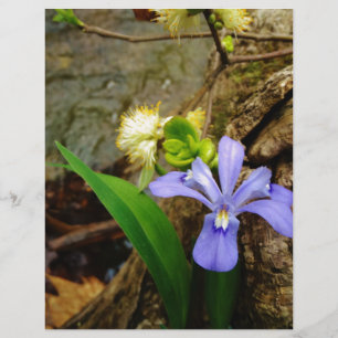 Crested Dwarf Iris blue purple white flower