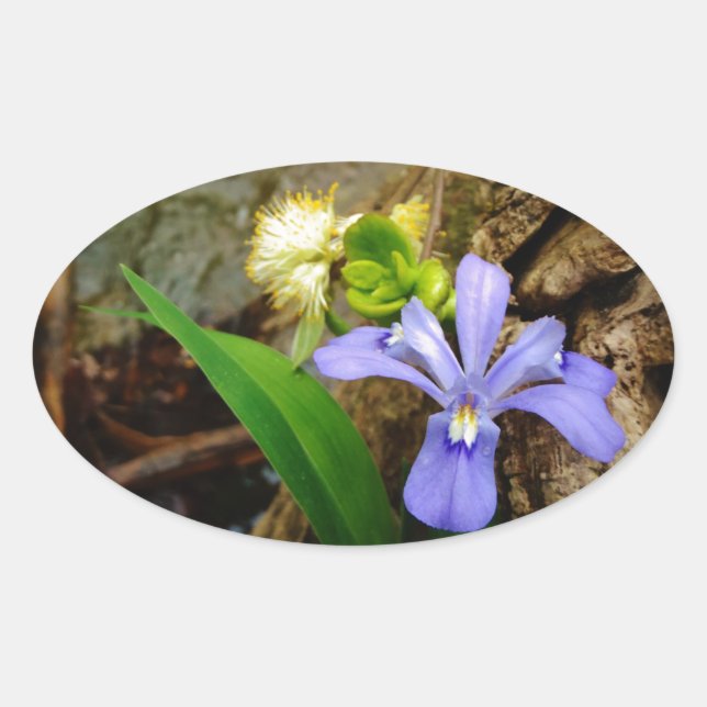 Crested Dwarf Iris blue purple white flower Oval Sticker (Front)