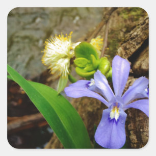Crested Dwarf Iris blue purple white flower Square Sticker