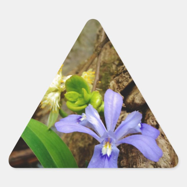 Crested Dwarf Iris blue purple white flower Triangle Sticker (Front)