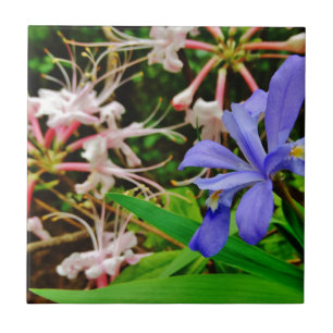 Crested Dwarf Iris Ceramic Tile