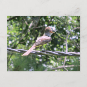 Crested Flycatcher Postcard
