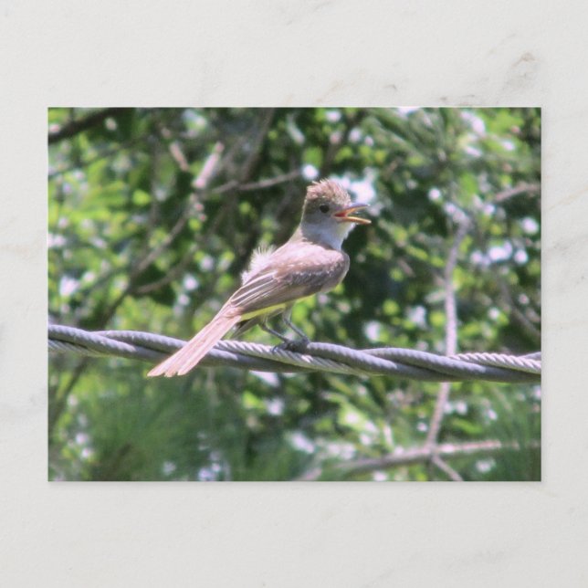 Crested Flycatcher Postcard (Front)