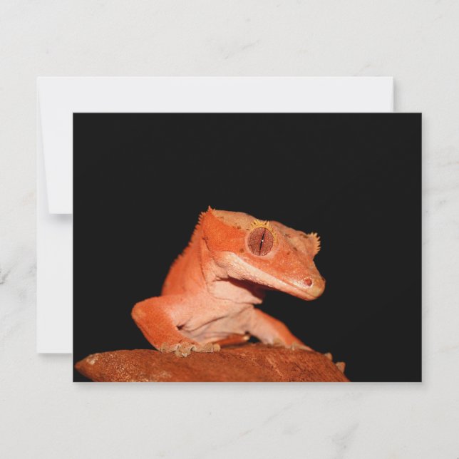 crested gecko (Front)