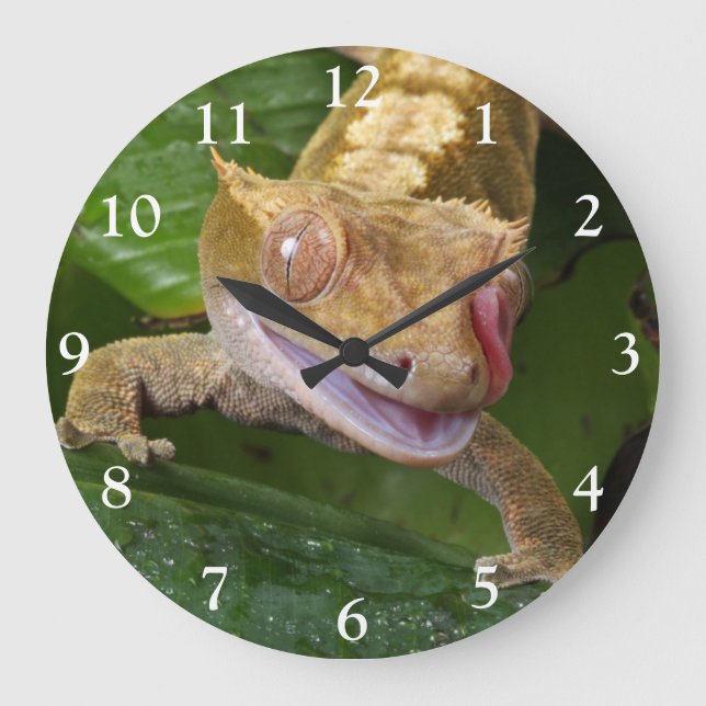 Crested Gecko Large Clock (Front)