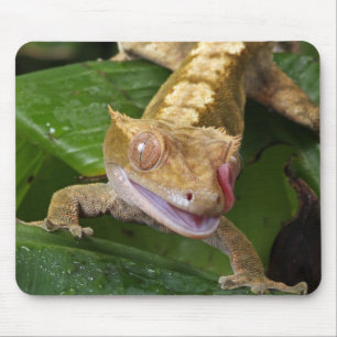 Crested Gecko Mouse Pad