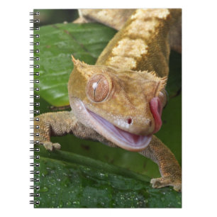 Crested Gecko Notebook