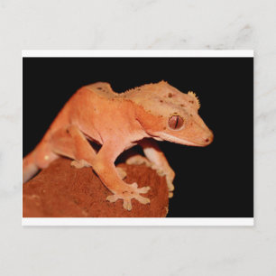 crested gecko postcard