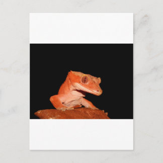 crested gecko postcard