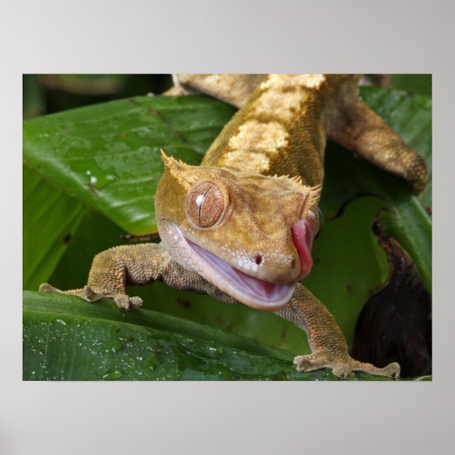 Crested Gecko Poster (Front)
