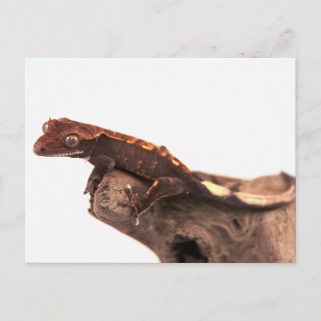 Crested Gecko Resting Postcard (Front)