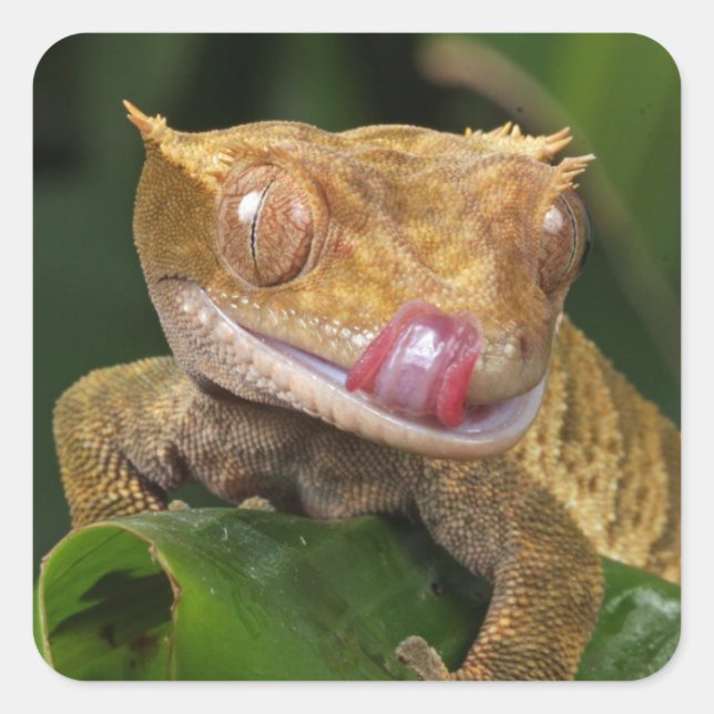 Crested Gecko Square Sticker (Front)