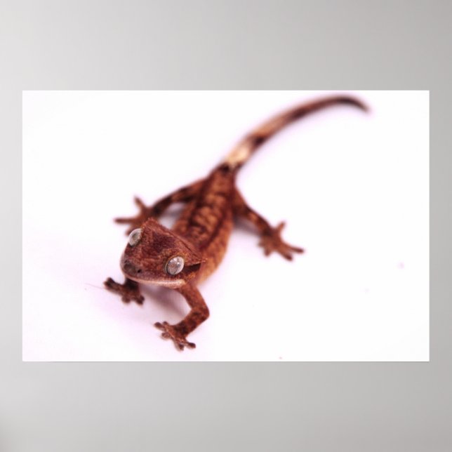 Crested Gecko Walking on an angle Poster (Front)