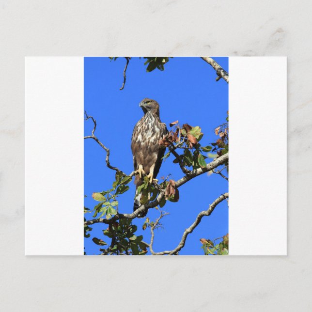 Crested Hawk Eagle in Sri Lanka Postcard (Front)