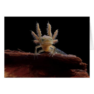 Crested newt larve