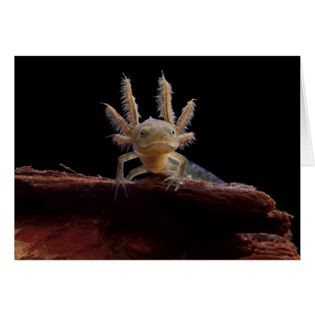 Crested newt larve (Front Horizontal)