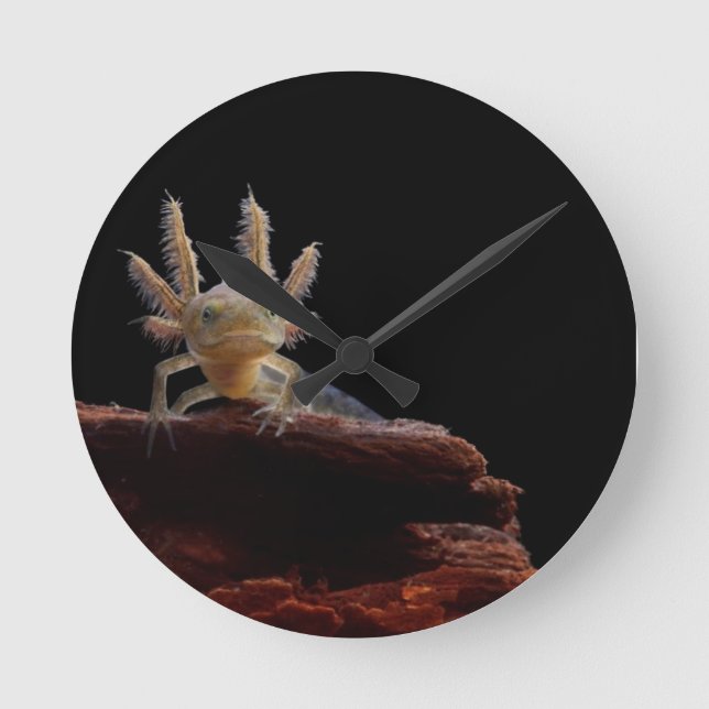 Crested newt larve round clock (Front)