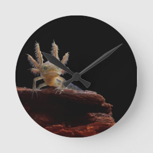 Crested newt larve round clock