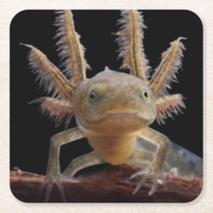 Crested newt larve square paper coaster