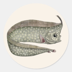 Crested Oarfish Fish, Vintage Marine Aquatic Life Classic Round Sticker