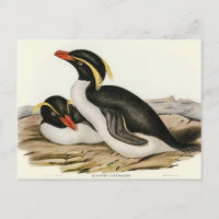 Crested Penguin by Elizabeth Gould