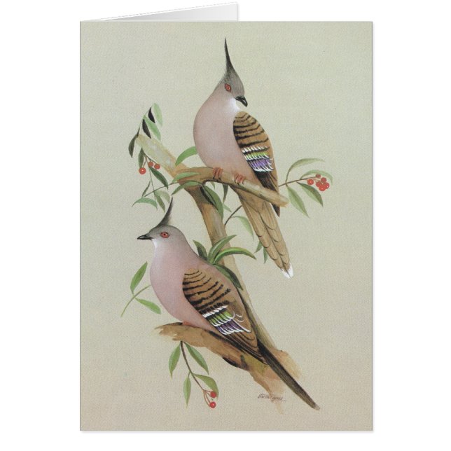 Crested Pigeon - Ocyphaps lophotes (Front)