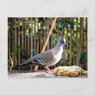 Crested pigeon (pointed head bird) postcard