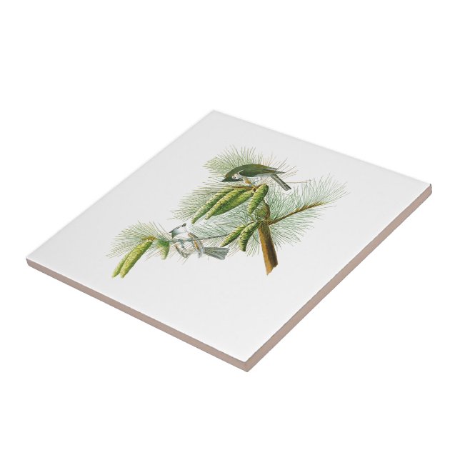 Crested Titmouse John James Audubon Birds America Tile (Side)