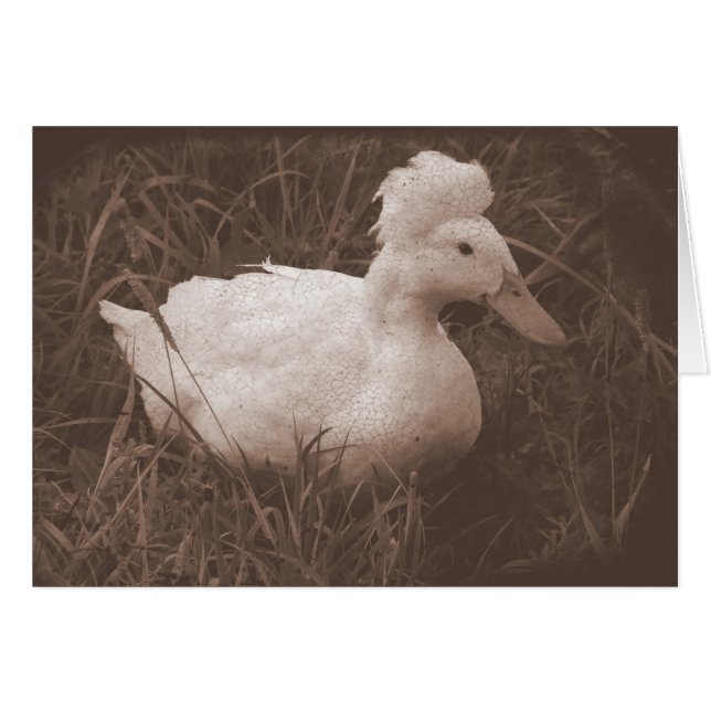 Crestie the Crested Duck (Front Horizontal)