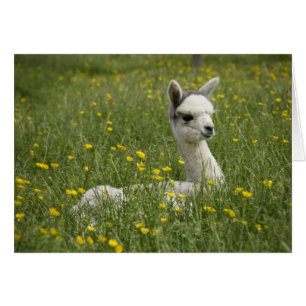 Cria in Buttercups Card