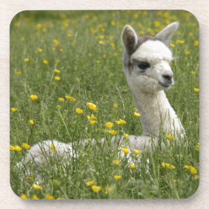 Cria In Buttercups Coaster