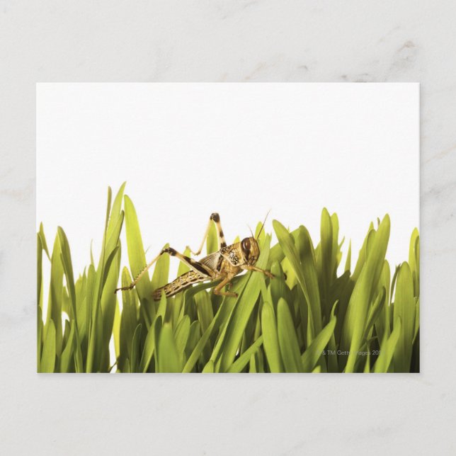 Cricket in wheat grass postcard (Front)