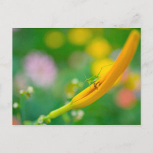 Cricket on Daylily Postcard