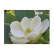 CricketDiane Southern Magnolias