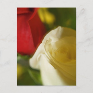 "Crimson and Cream" Postcard