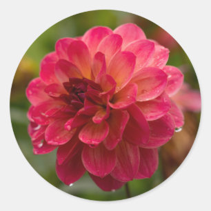 Crimson and Magenta Dahlia Stickers