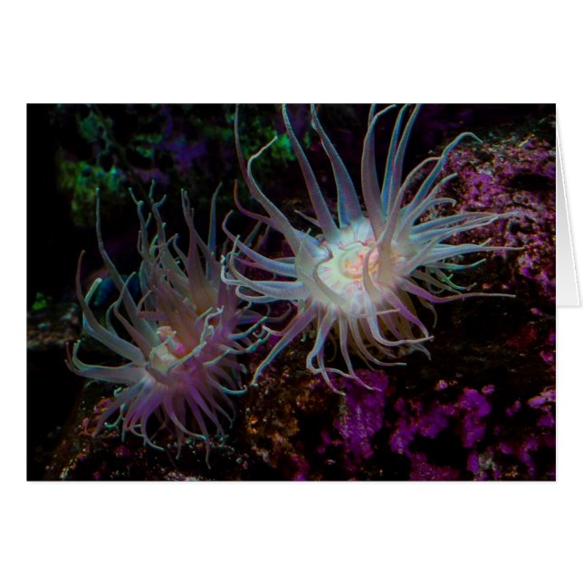 Crimson Anemone (Front Horizontal)
