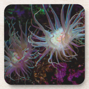 Crimson Anemone Coaster