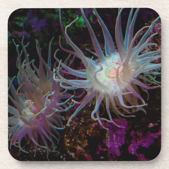 Crimson Anemone Coaster (Front)