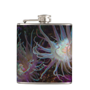 Crimson Anemone Hip Flask