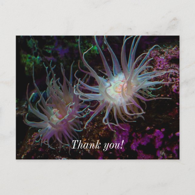 Crimson Anemone Postcard (Front)