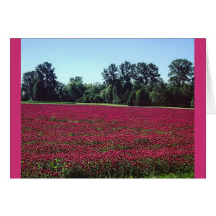 Crimson Clover Field