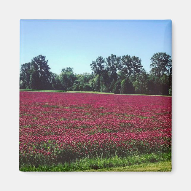 Crimson Clover Field, Oregon Magnet (Front)