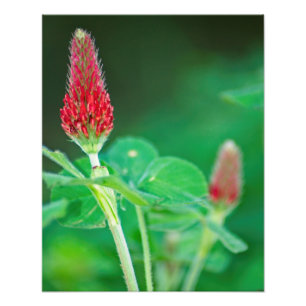 Crimson Clover Pair Photo Print