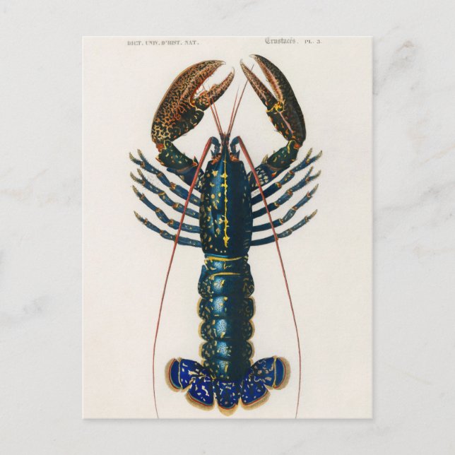 Crimson Crawfish (Palemon Ornatum)  Postcard (Front)