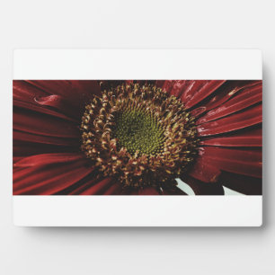Crimson Gerbera Macro Plaque