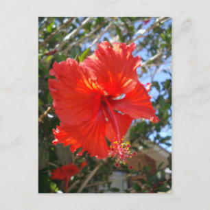 "Crimson Grace: Red Hibiscus Blooming on a Tree" Postcard