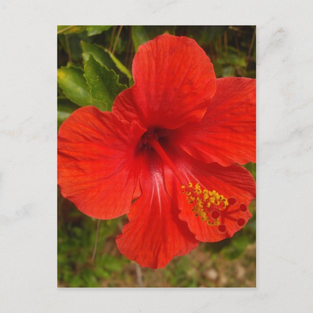 Crimson Hibiscus Glow Postcard (Front)