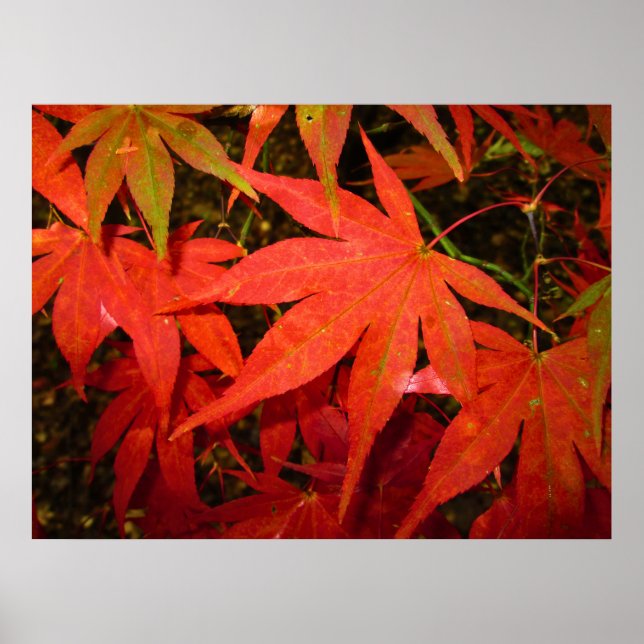 Crimson Maple Leaves - Personalized Poster (Front)
