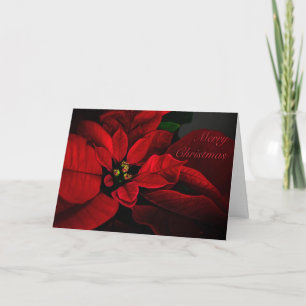 Crimson Poinsettia Merry Christmas Card
